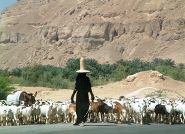 This photo of a female goatherd in Yemen was taken by Marko Faas of Utrecht, Netherlands.